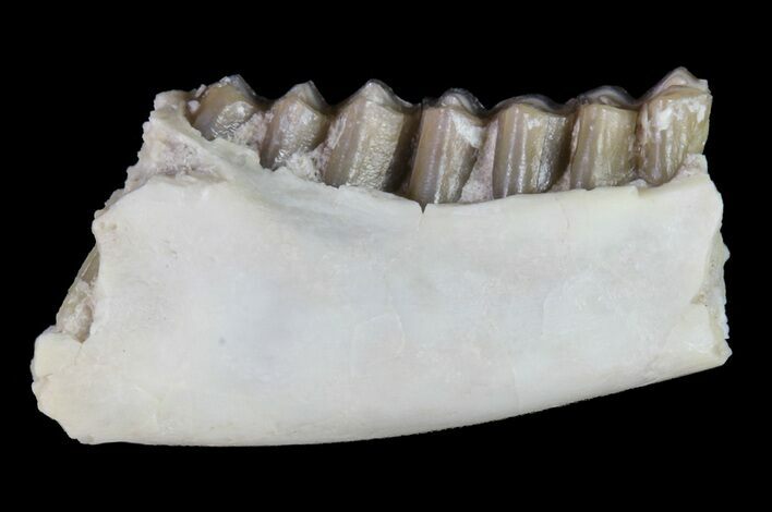 Oligocene Ruminant (Leptomeryx) Jaw Section #73618